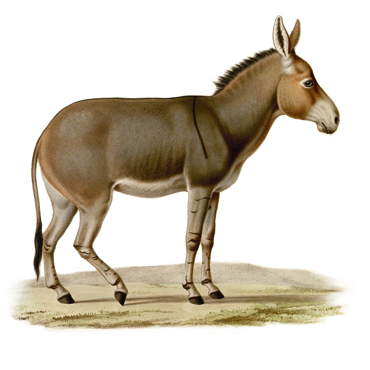 Why Do Donkeys Bray? The Honest Truth
