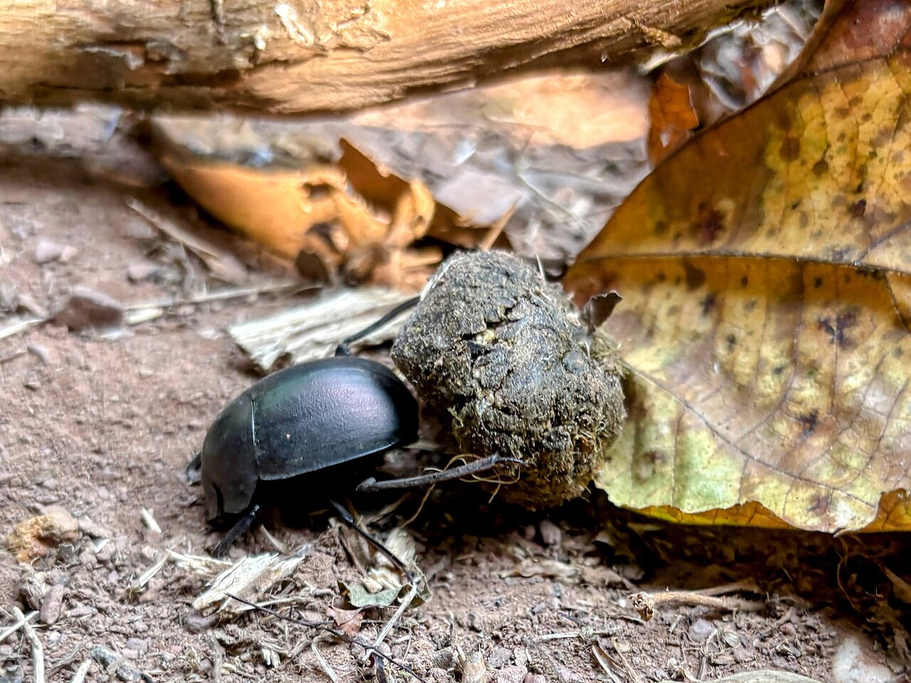 Why Do Dung Beetles Roll Poop Balls the Amazing Truth