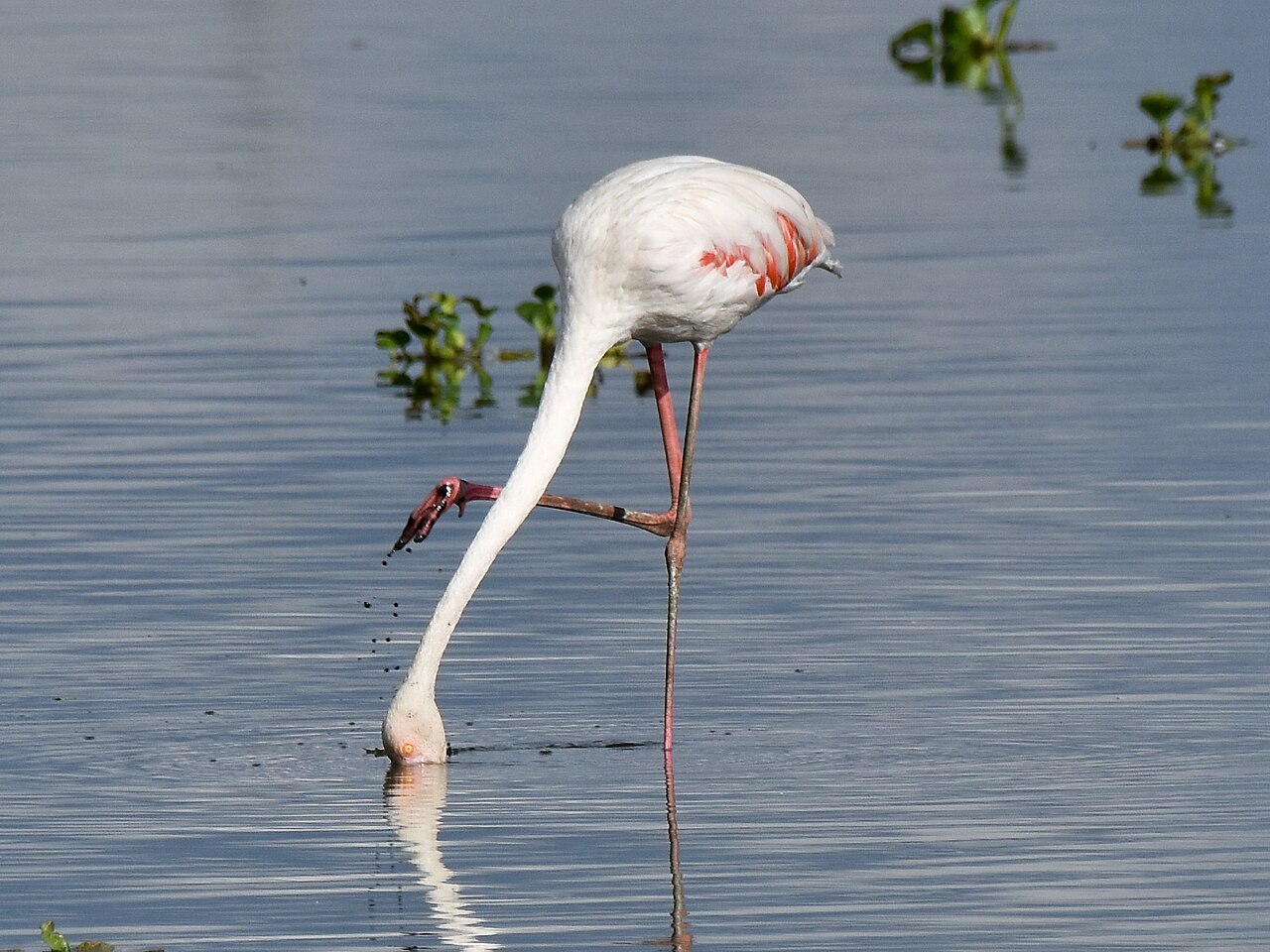 Why Do Flamingos Stand on One Leg? The Surprising Truth