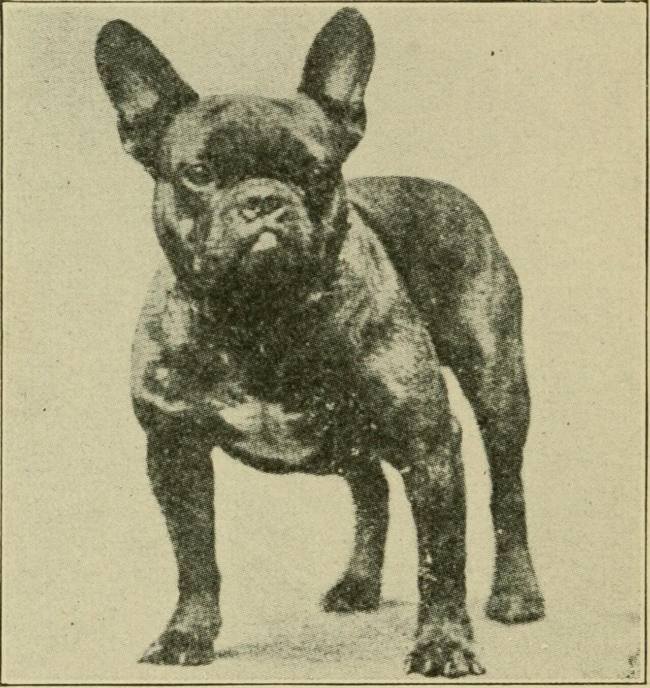 Why Do French Bulldogs Have Bat Ears? The Truth