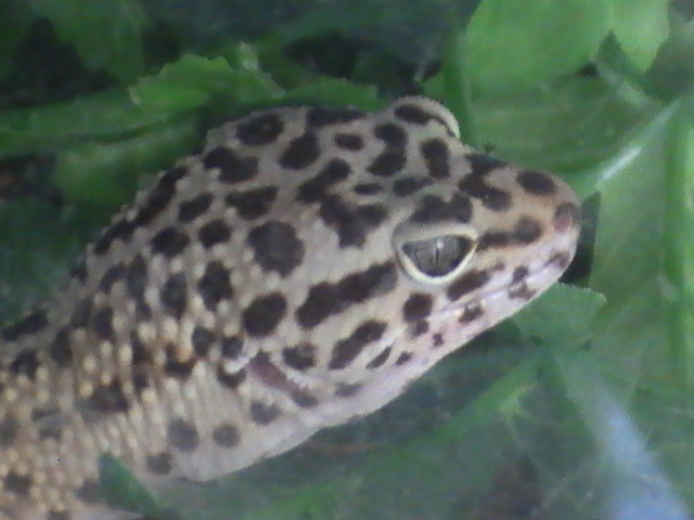 Why Do Geckos Lick Their Eyeballs the Bizarre Truth