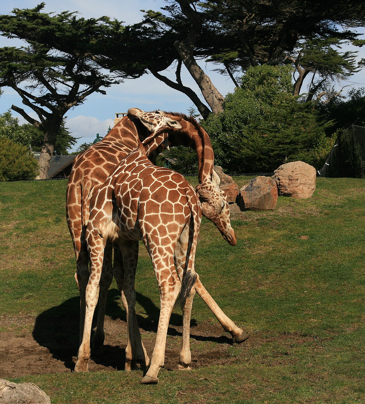 Why Do Giraffes Have Long Necks? The Surprising Truth