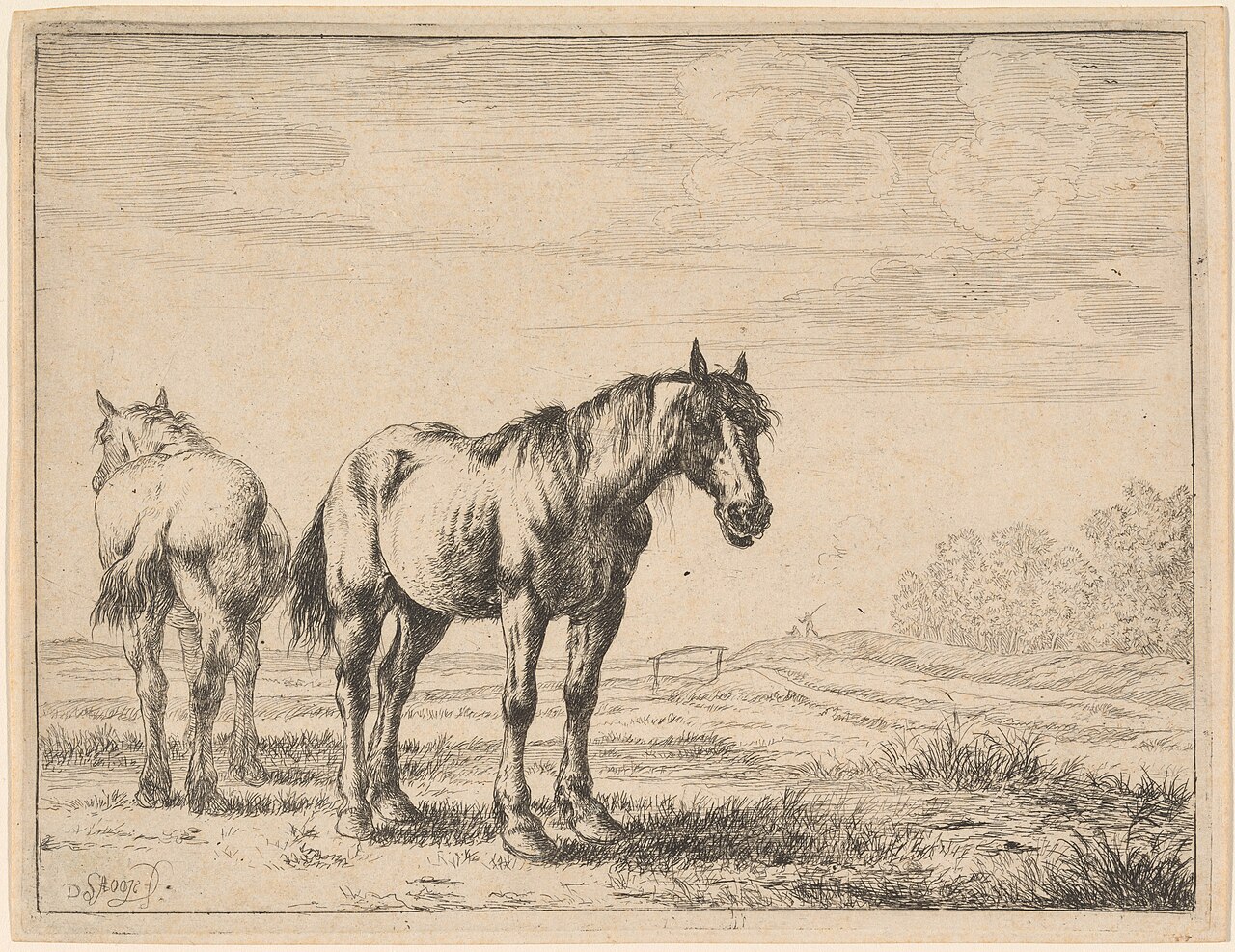 Why Do Horses Sleep Standing Up? The Stable Truth