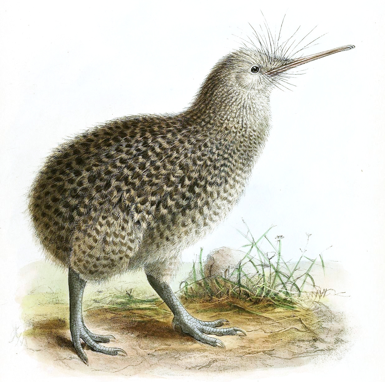 Why Do Kiwi Birds Have No Wings? The Flightless Truth
