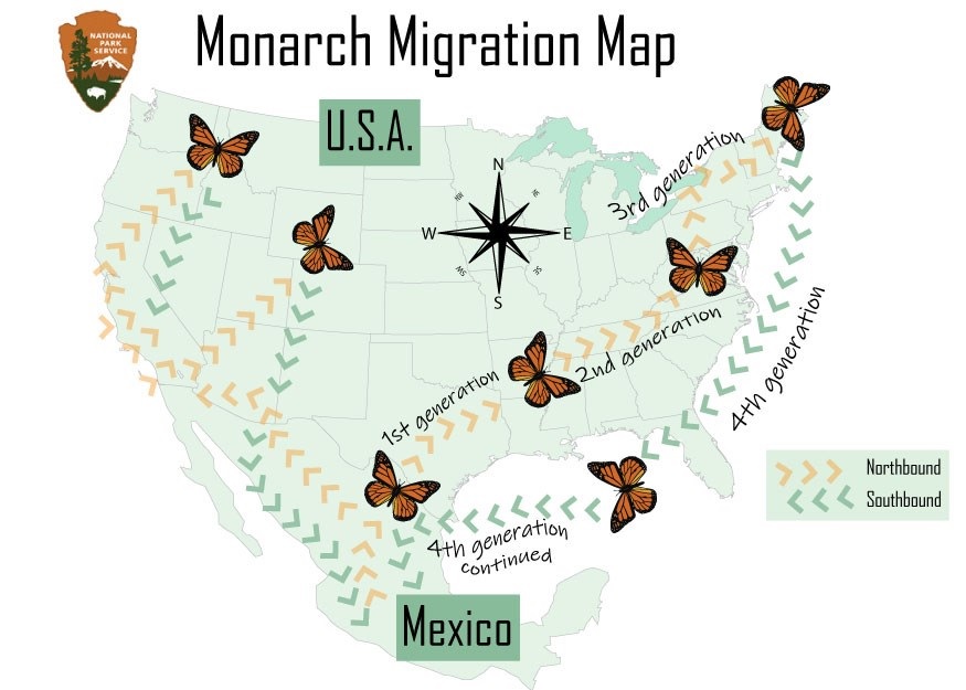 Why Do Monarch Butterflies Migrate So Far?