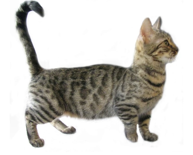 Why Do Munchkin Cats Have Short Legs