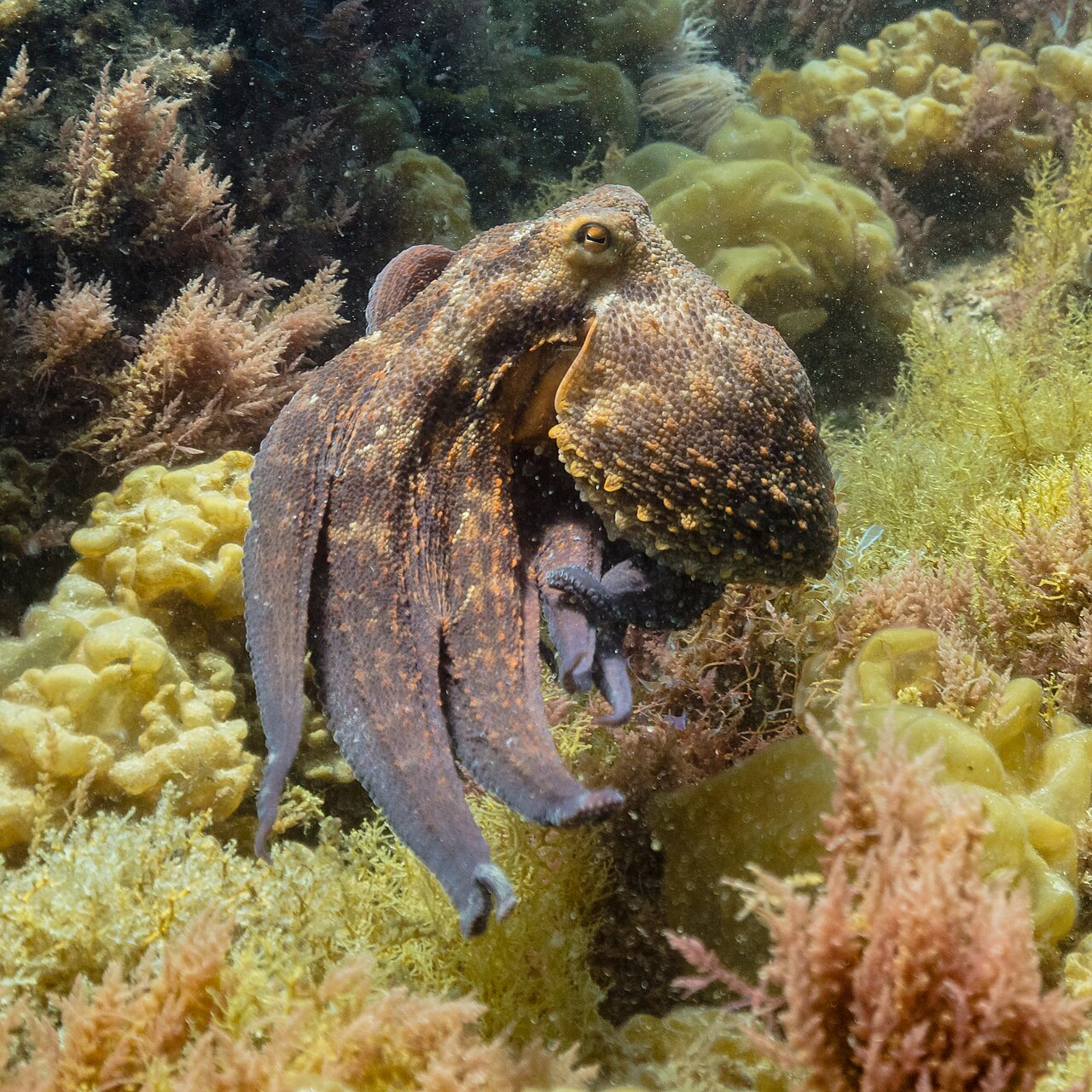Why Do Octopuses Have Eight Arms? The Surprising Truth