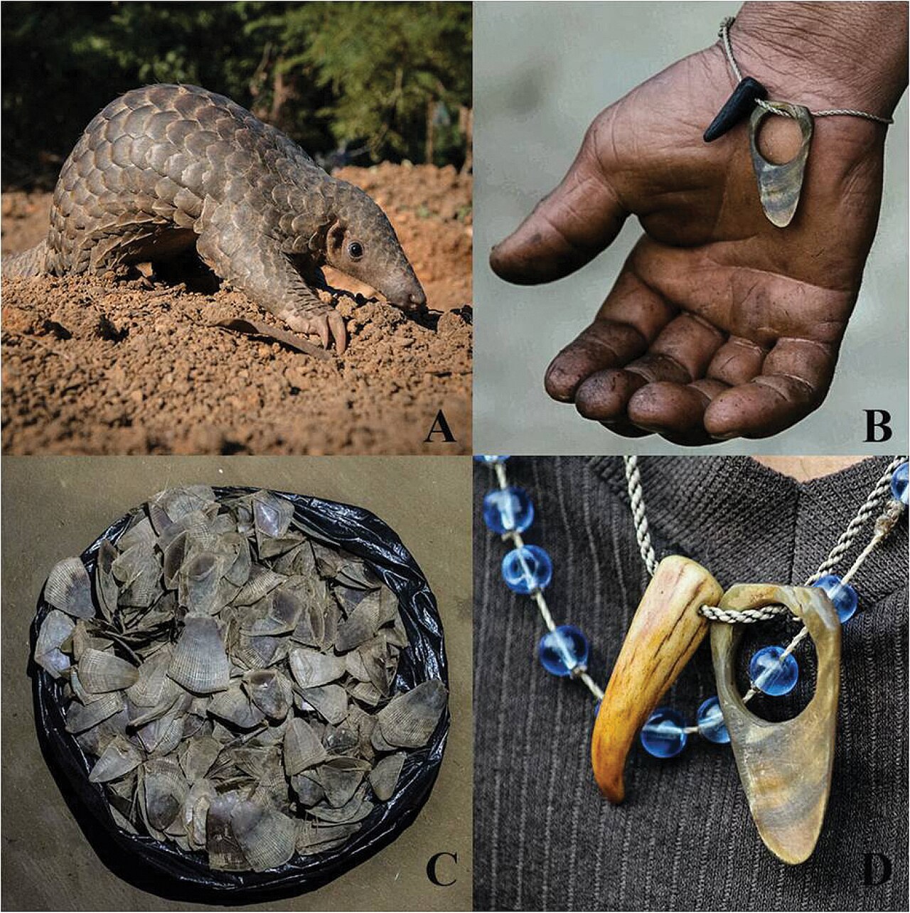 Why Do Pangolins Have Scales? The Armored Truth
