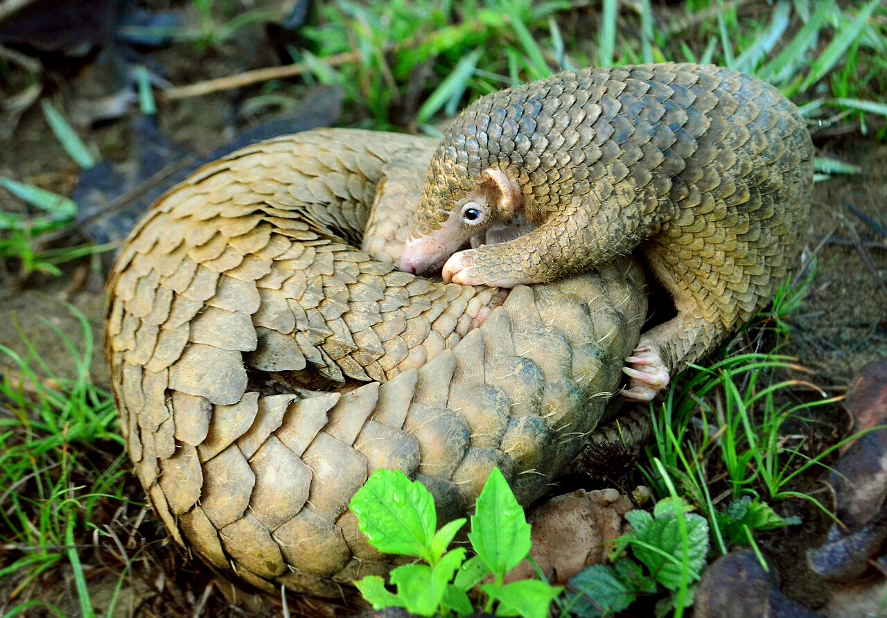 Why Do Pangolins Roll Into a Ball? The Scaly Truth