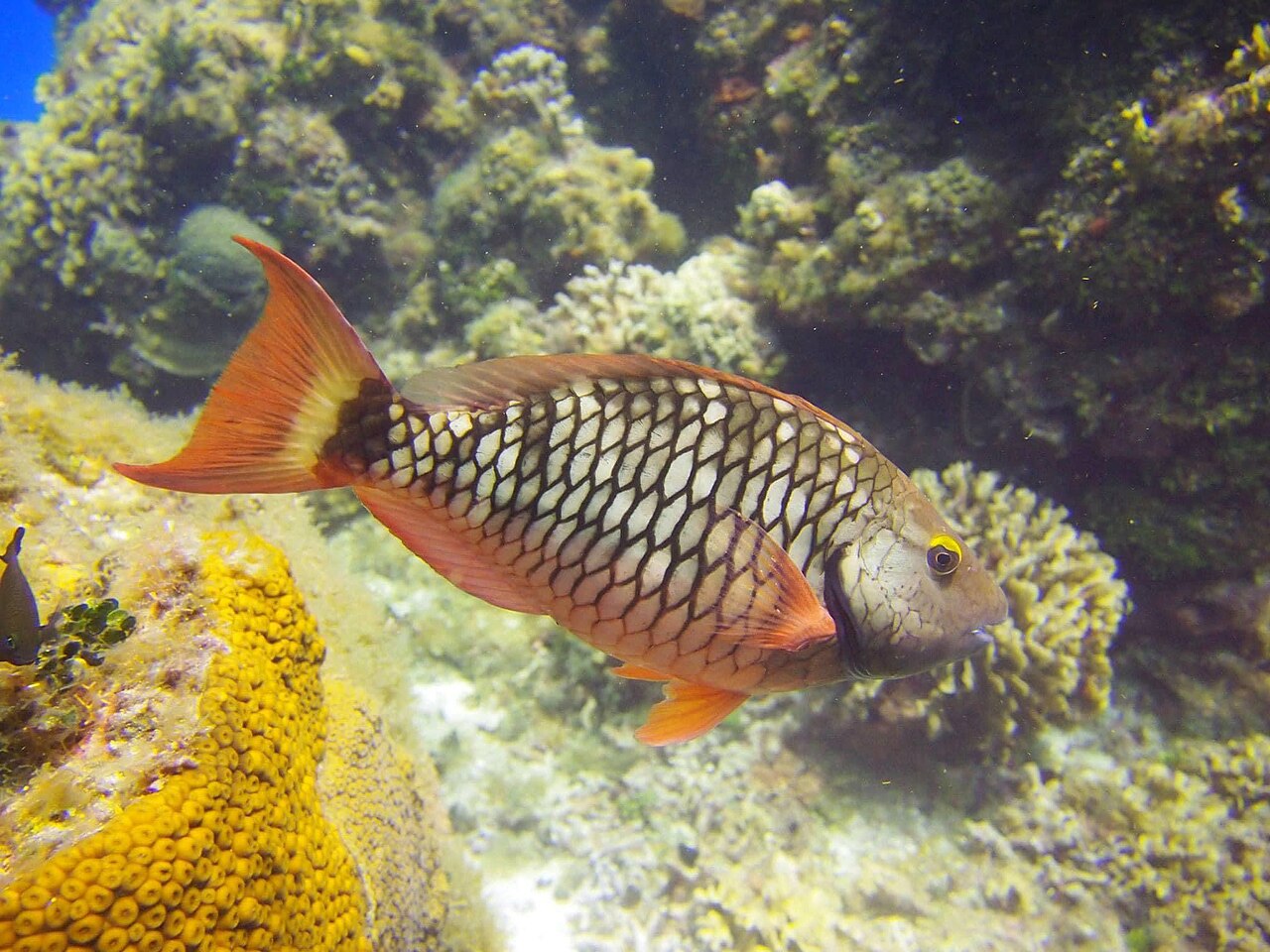Why Do Parrotfish Poop Sand? The Surprising Truth