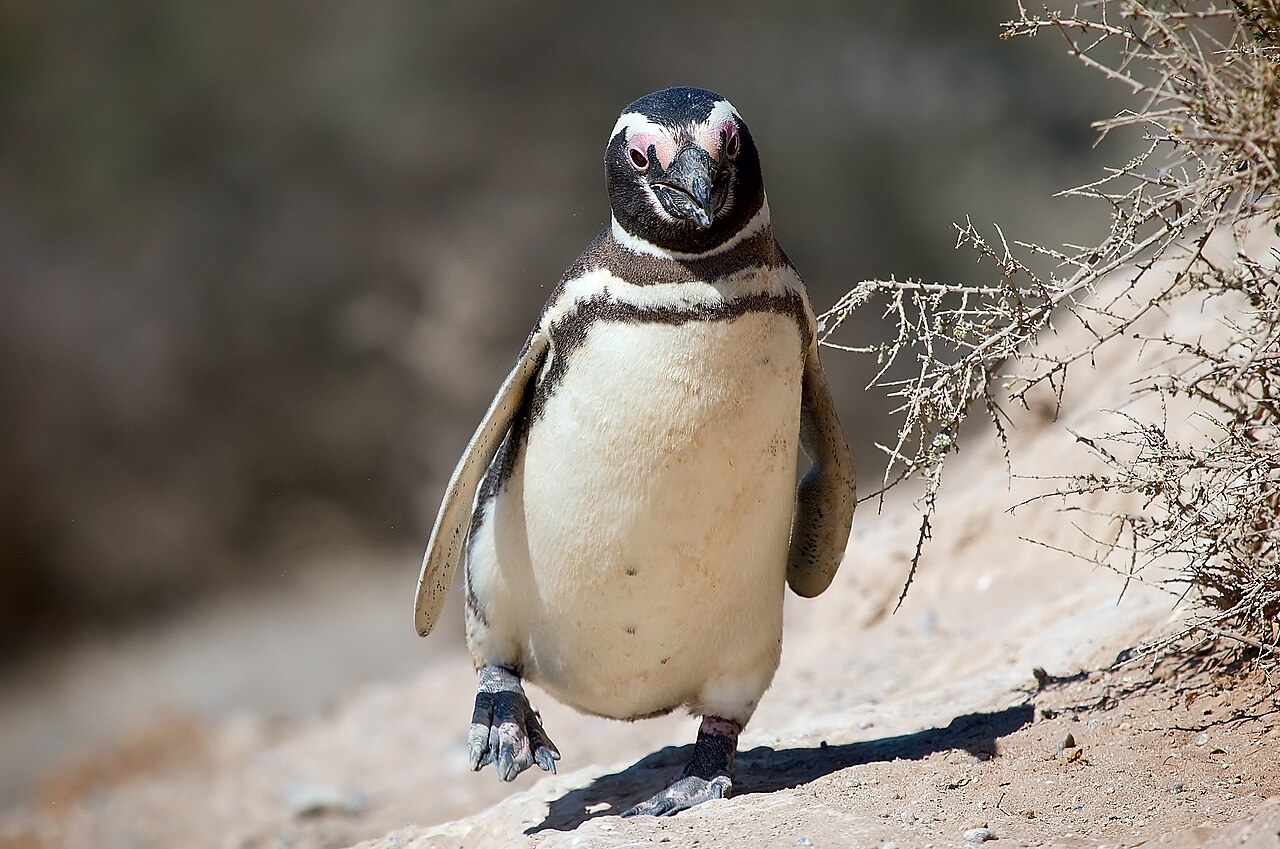 Why Do Penguins Waddle? It's Not Just Cute!