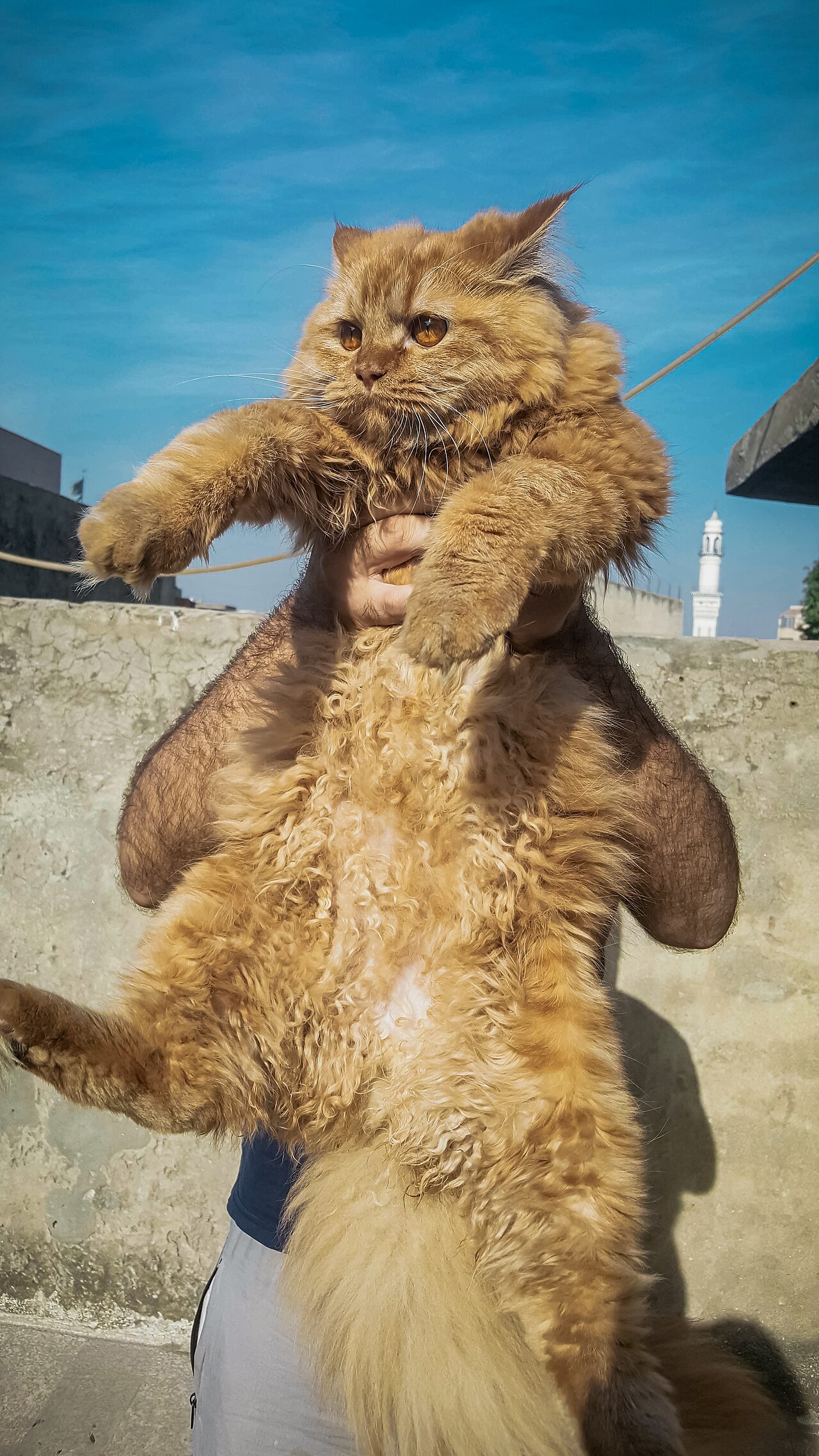 Why Do Persian Cats Have Flat Faces? The Truth