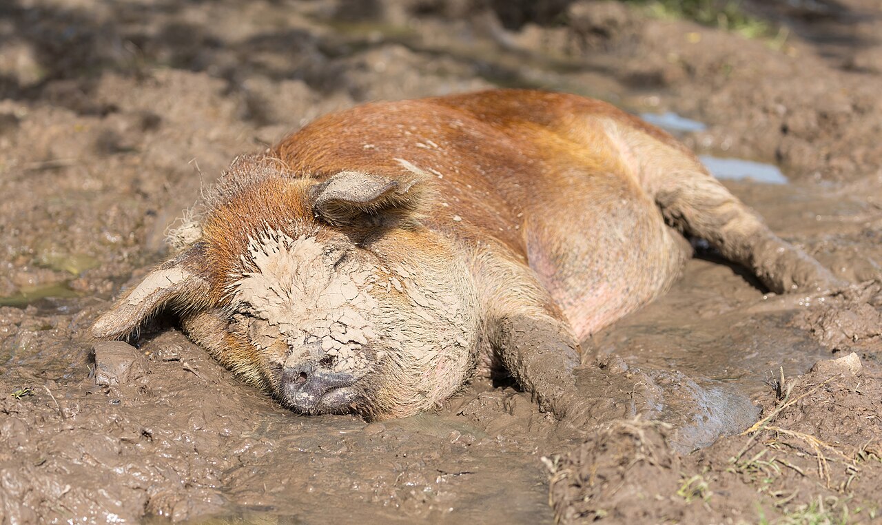 Why Do Pigs Love Mud? The Surprising Truth