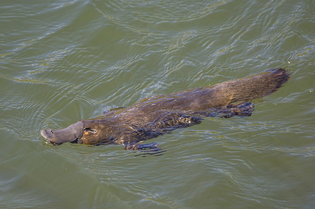 Why Do Platypuses Lay Eggs? The Bizarre Truth