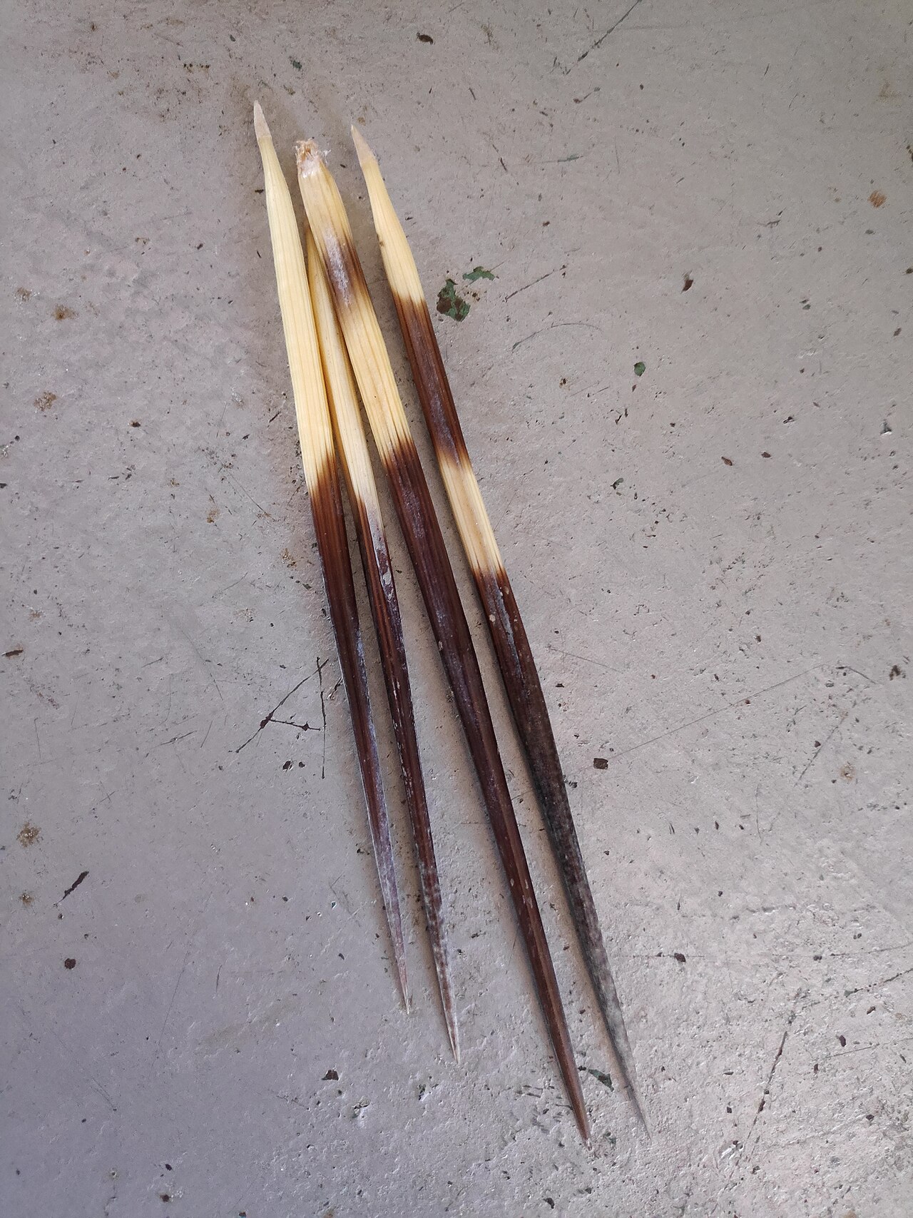 Why Do Porcupines Have Quills: The Surprising Truth