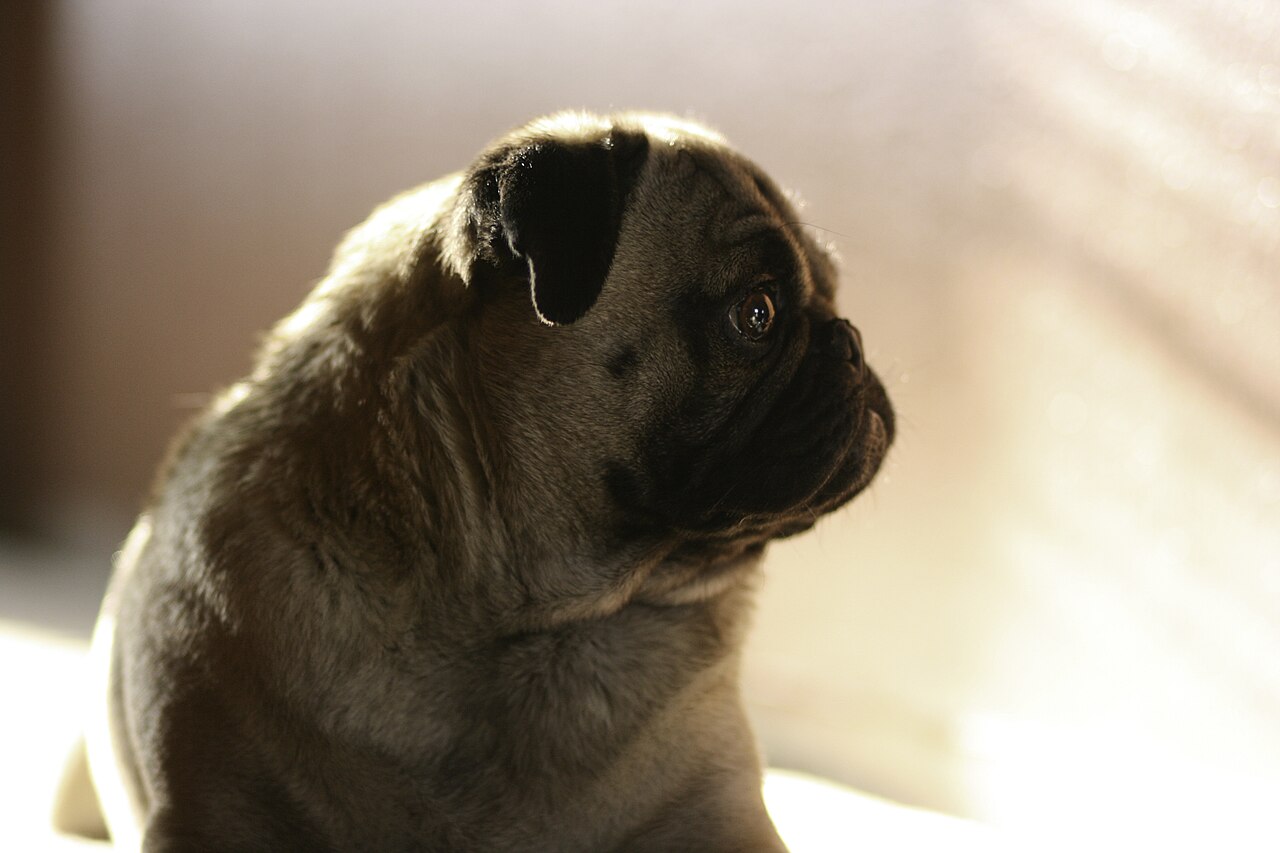 Why Do Pugs Have Snub Noses? The Brachycephalic Truth