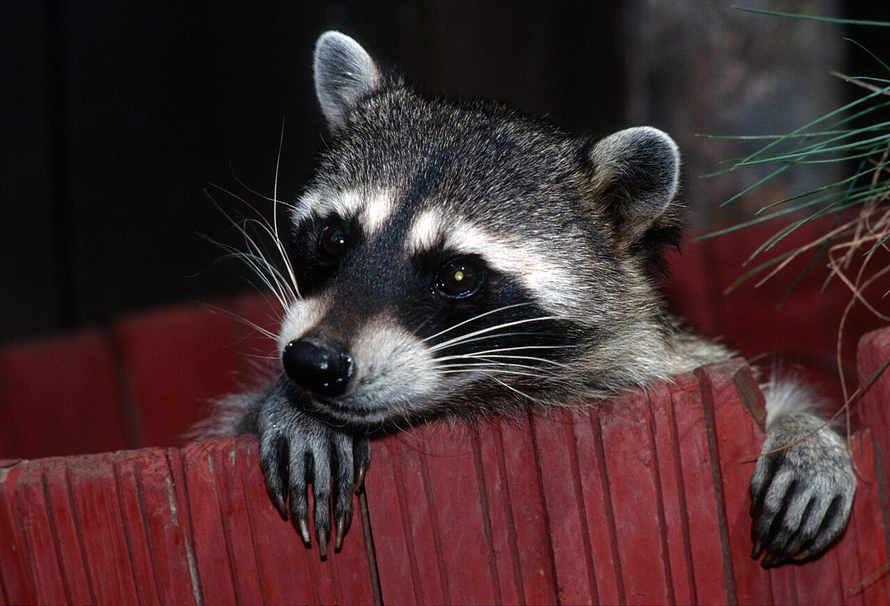 Why Do Raccoons Wash Their Food? The Truth About Their Little Hands