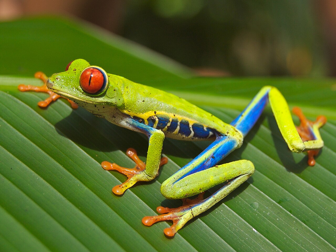 Why Do Red-Eyed Tree Frogs Have Red Eyes? The Real Reason