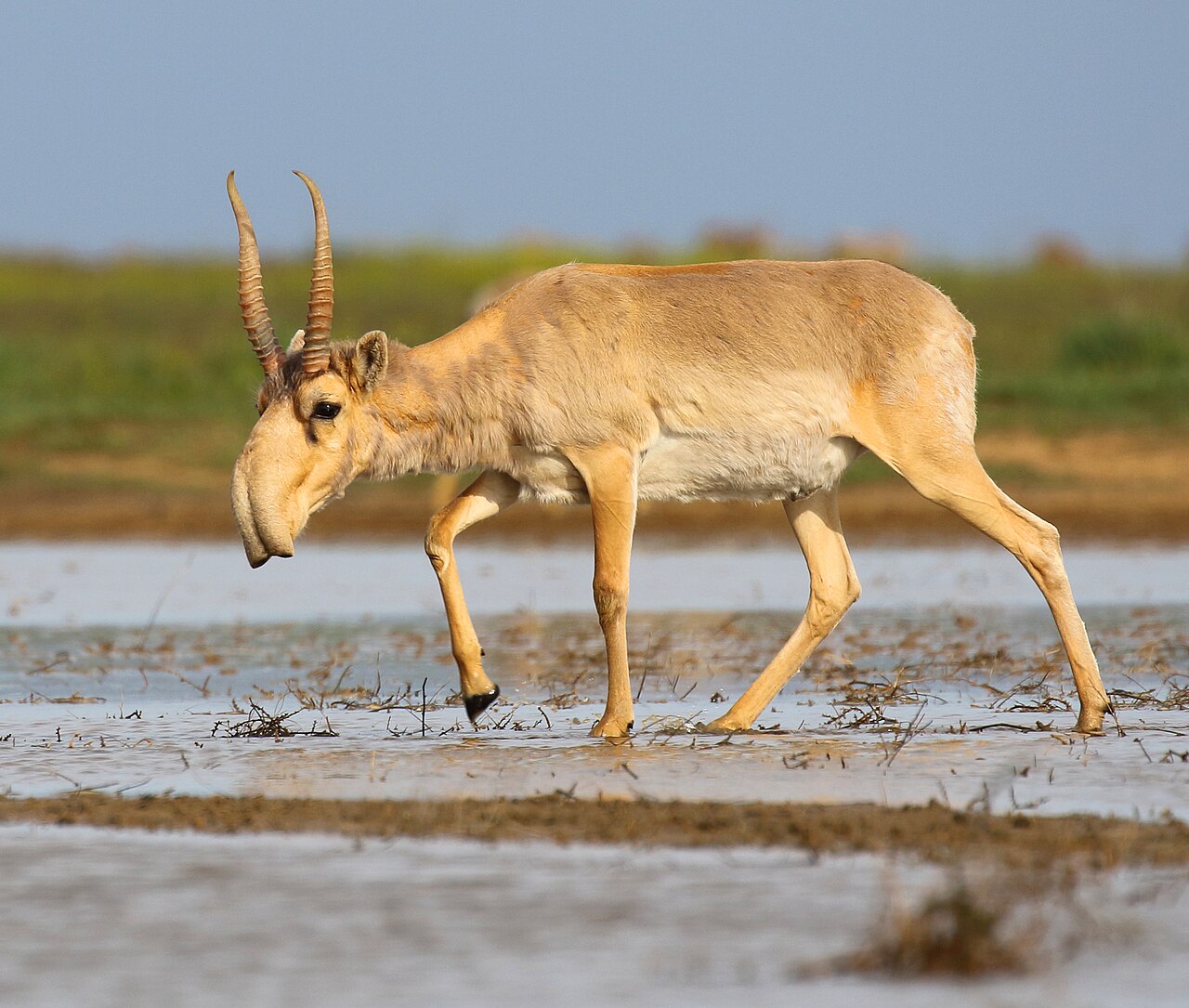 Why Do Saiga Antelopes Have Such Bizarre Noses?