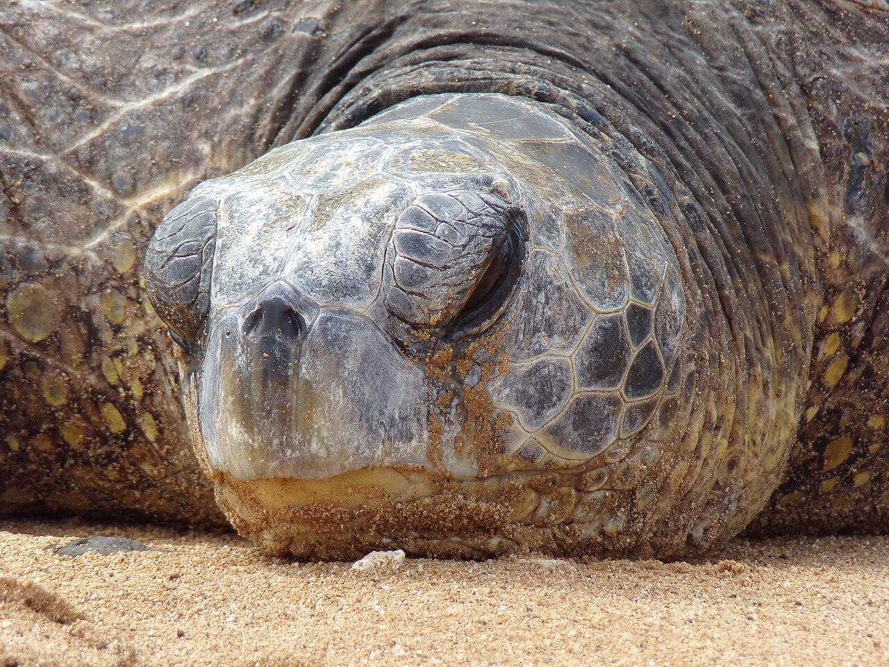 Why Do Sea Turtles Cry Salt Water? The Real Truth