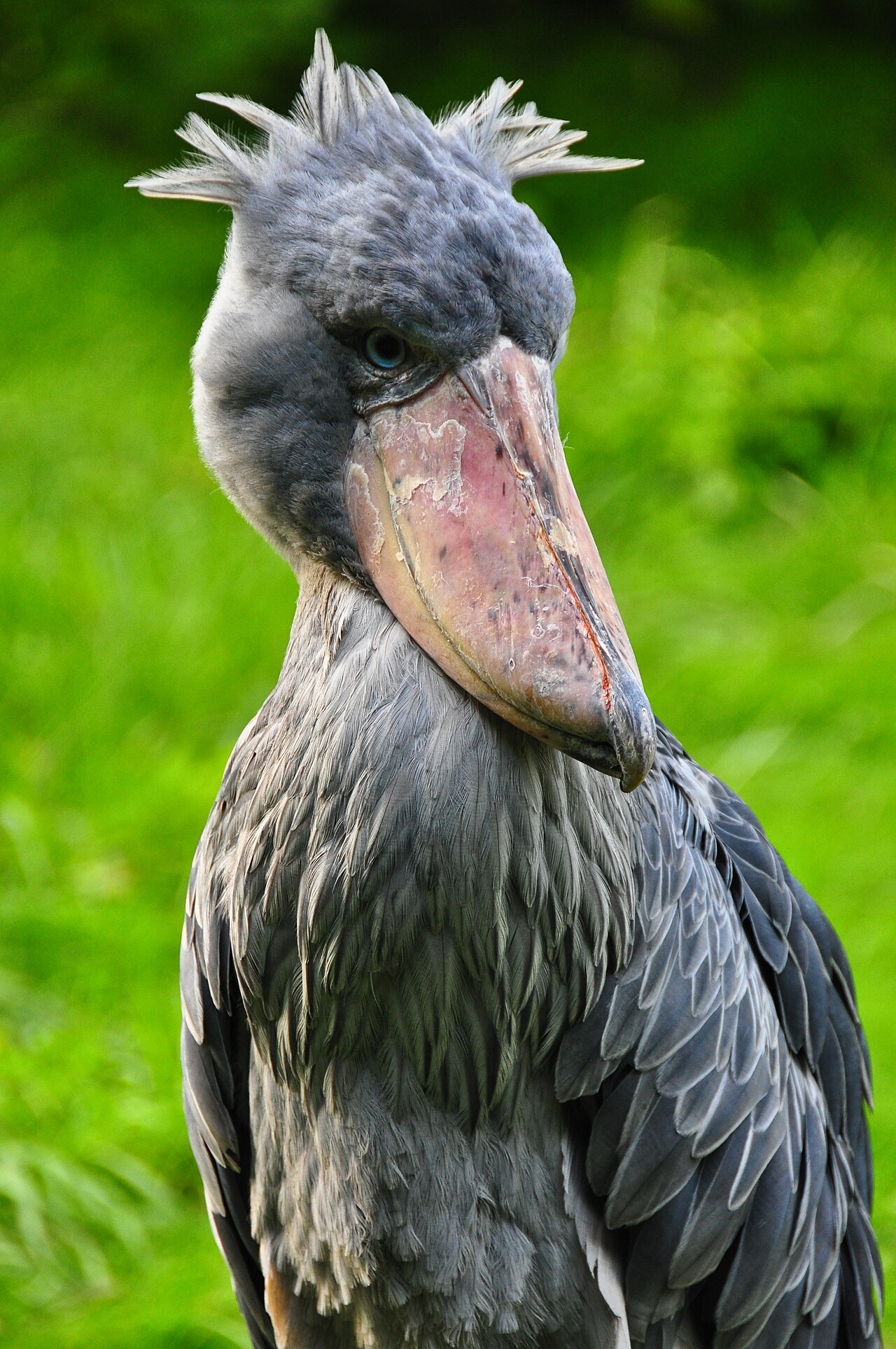 Why Do Shoebills Stare So Intensely? The Creepy Truth