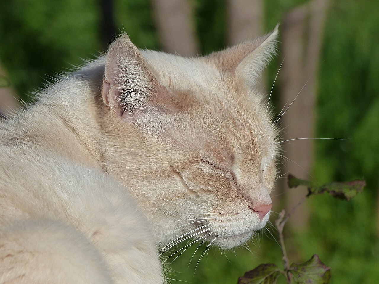 Why Do Siamese Cats Have Crossed Eyes? The Real Reason