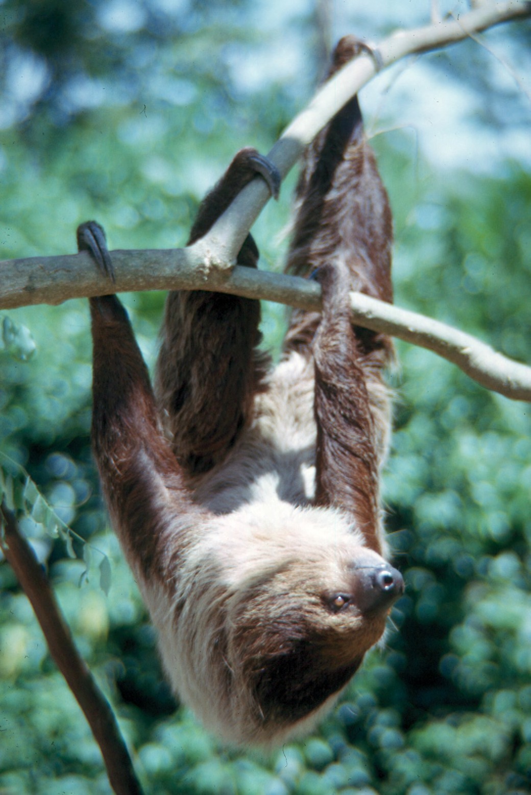 Why Do Sloths Move So Slowly? The Real Reason