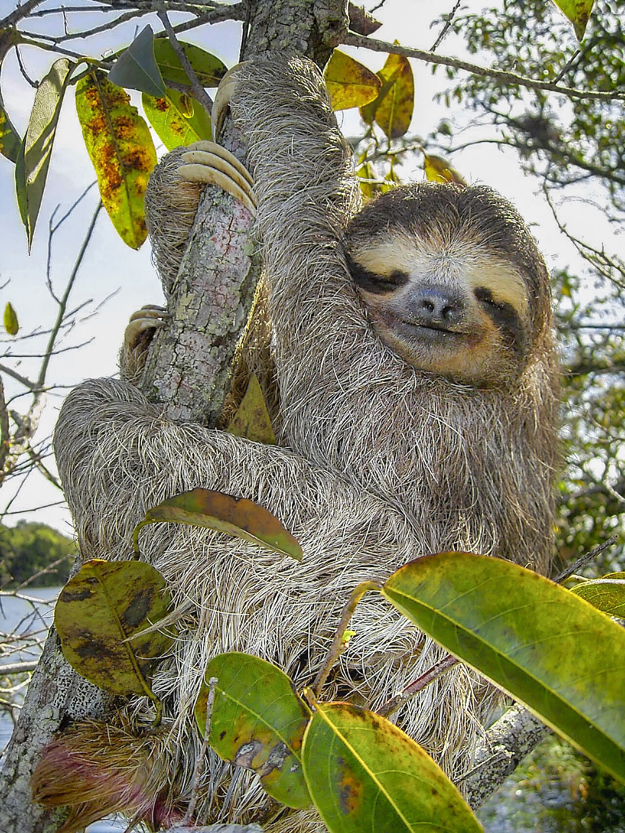 Why Do Sloths Poop Only Once a Week? The Strange Truth