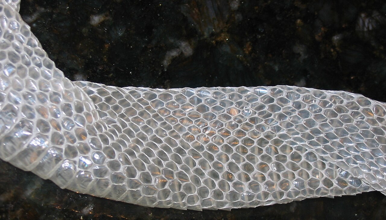 Why Do Snakes Shed Their Skin? The Scaly Truth