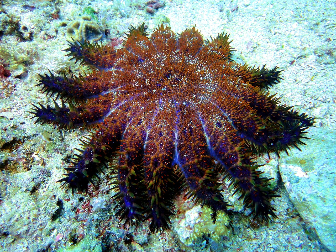 Why Do Starfish Regrow Arms? The Sea Star Regeneration Truth