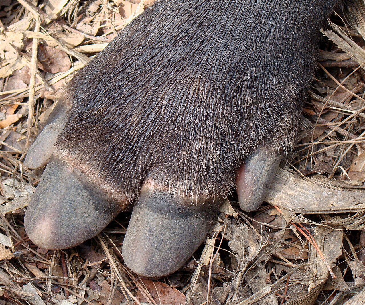 Why Do Tapirs Have a Trunk The Flexible Truth
