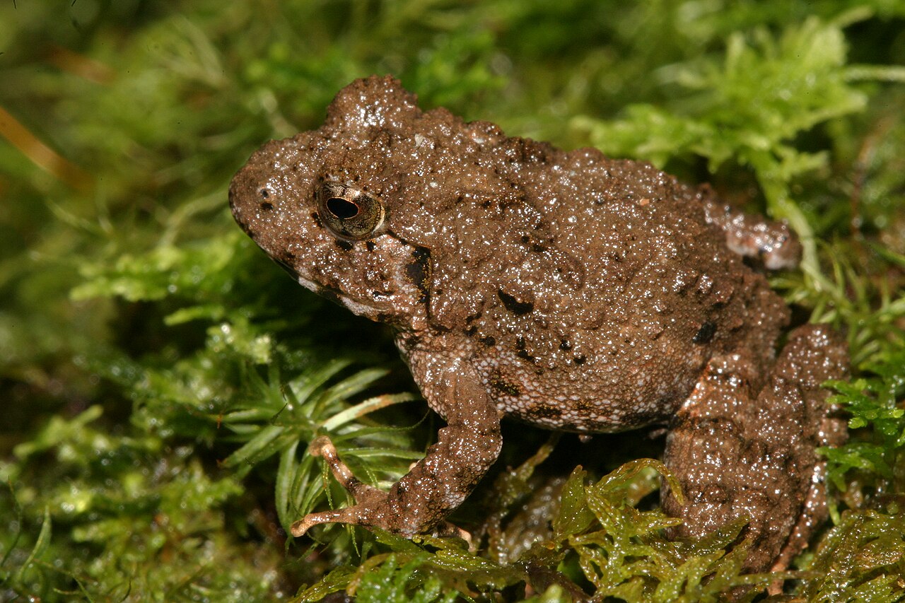 Why Do Toads Have Bumpy Skin? The Warty Truth