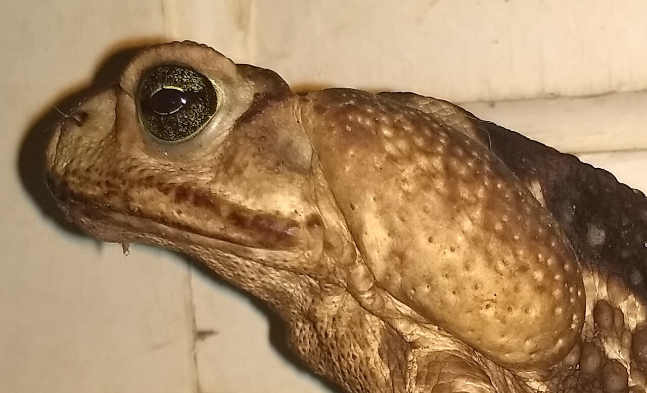 Why Do Toads Have Warts? The Real Truth (Not Contagious!)