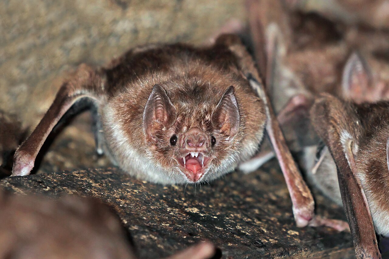 Why Do Vampire Bats Drink Blood? The Surprising Truth