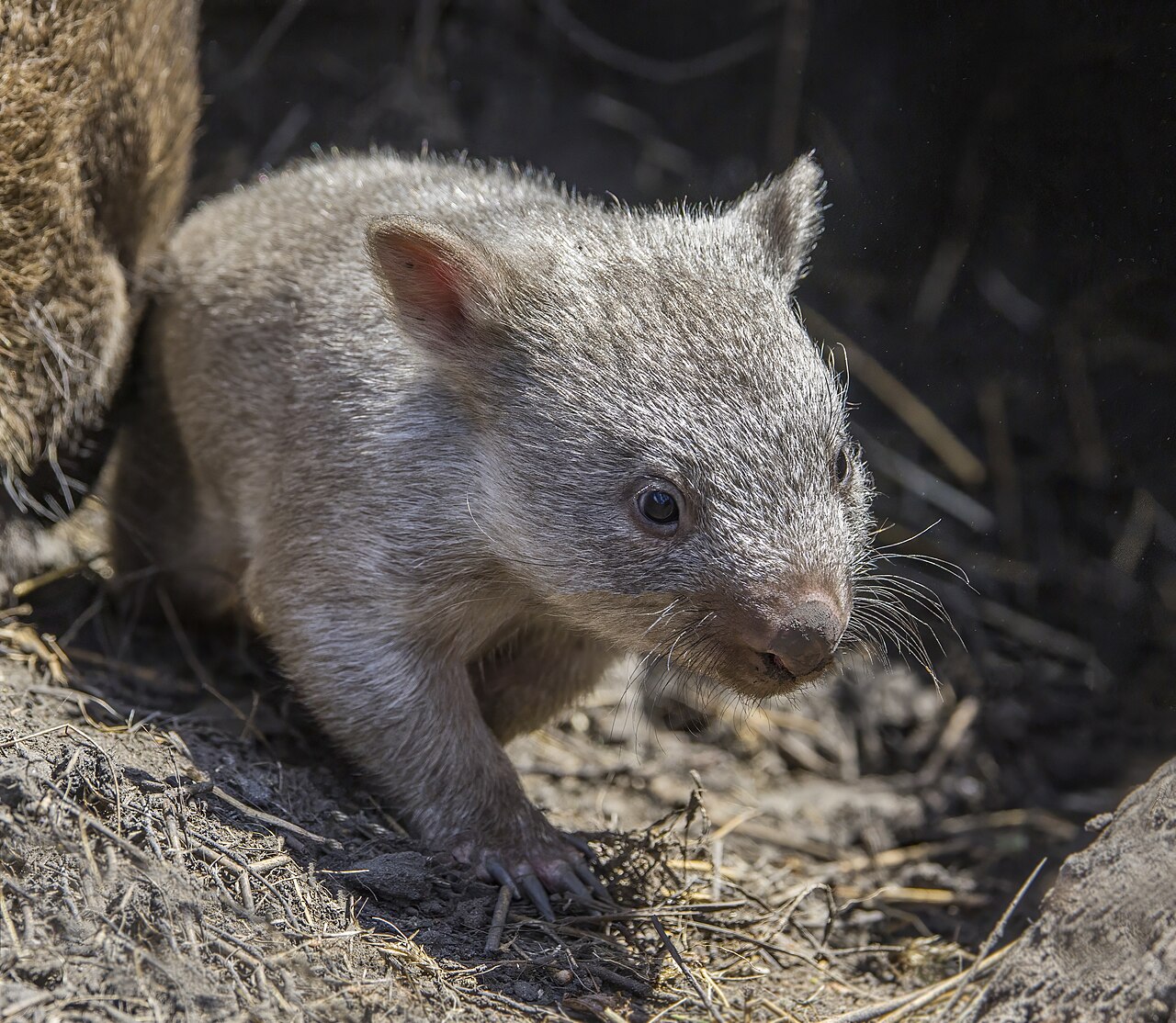 Why Do Wombats Have Cube-Shaped Poop? The Truth