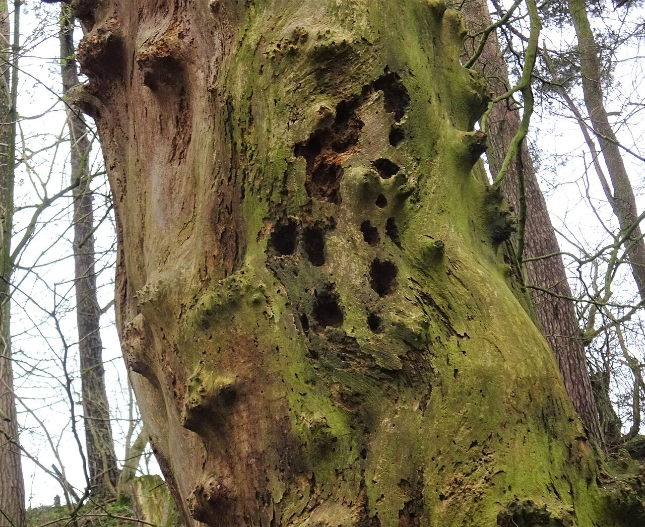 Why Do Woodpeckers Peck Wood? The Head-Banging Truth