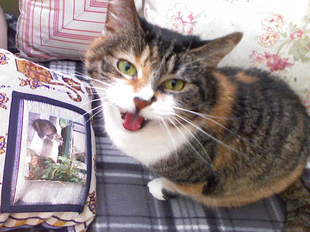 Why Is My Cat Meowing at Night? Causes &amp; Fixes