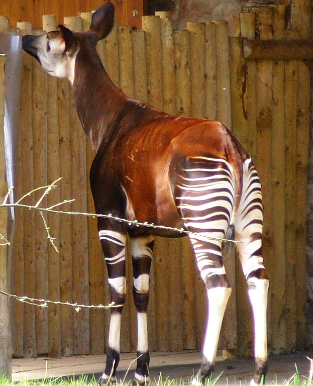 Why Okapis Have Striped Legs: The Surprising Truth