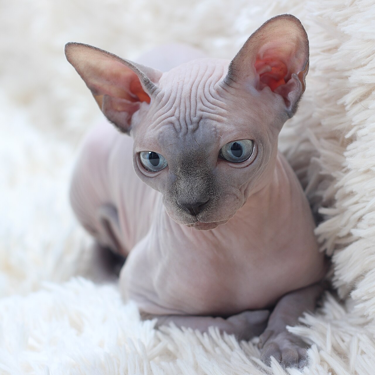 Why Sphynx Cats Lack Fur: The Genetic Truth