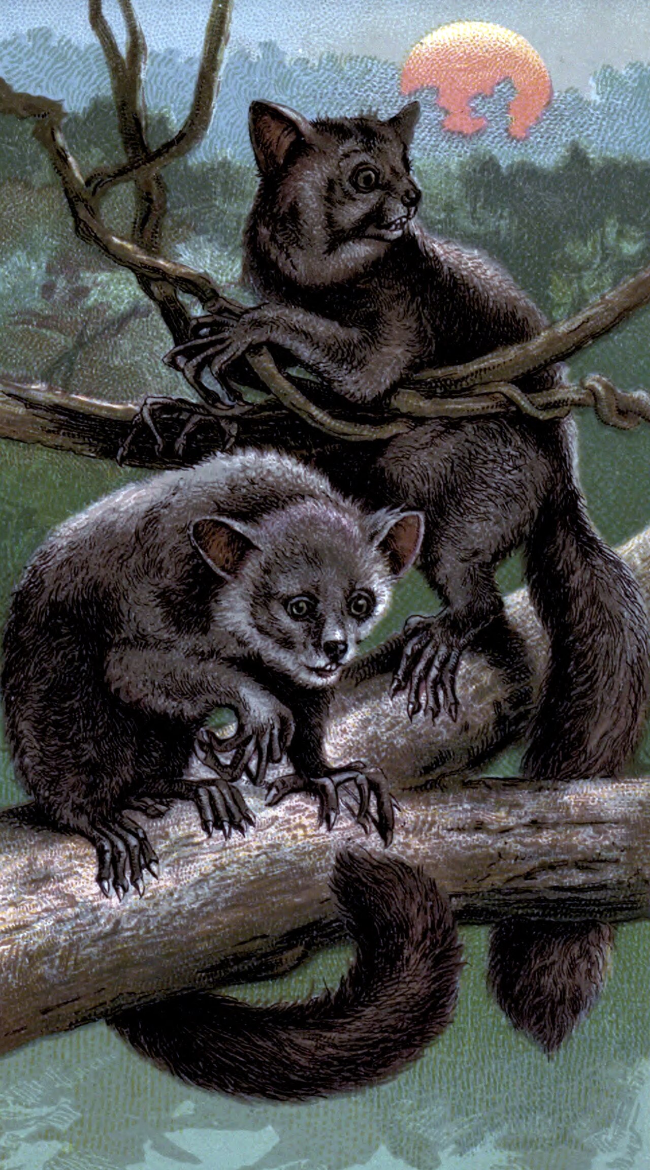 Why the Aye-Aye Has Such a Bizarre Middle Finger