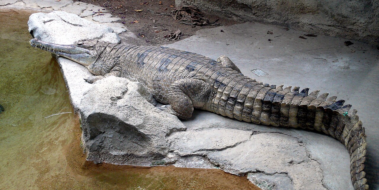 Why the Gharial Has Such a Uniquely Long Snout