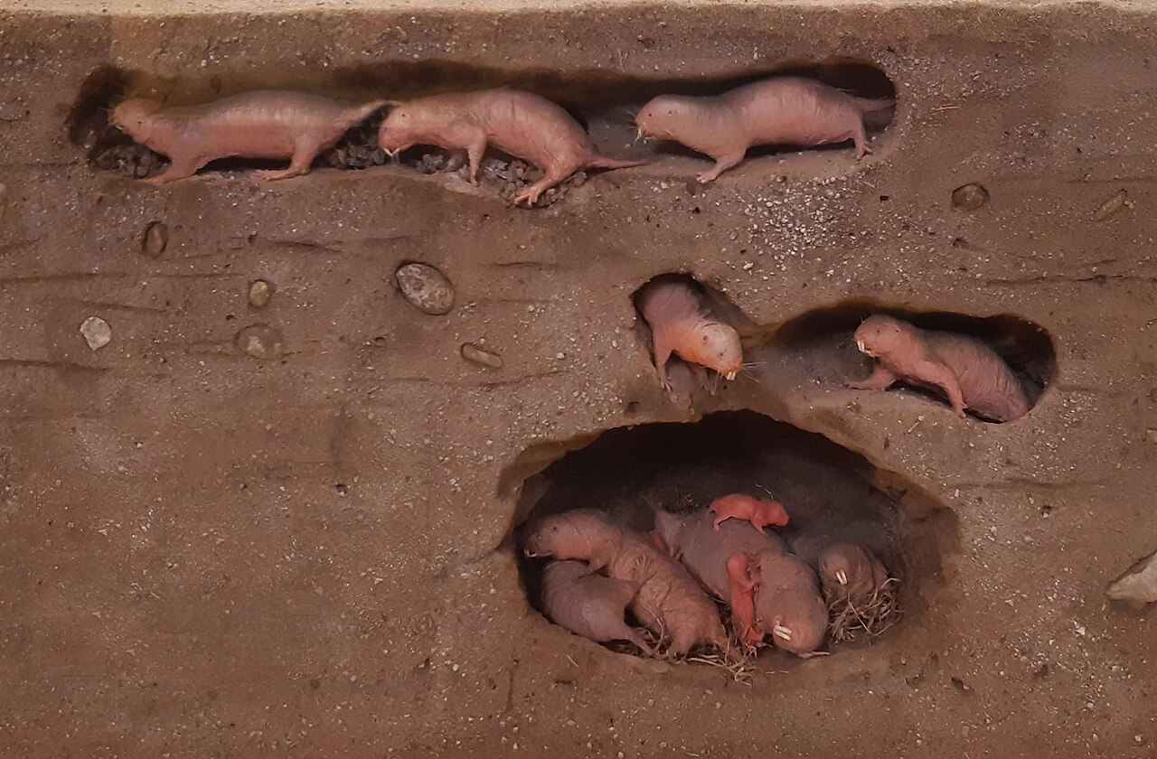 Why the Naked Mole Rat Is the Weirdest Mammal