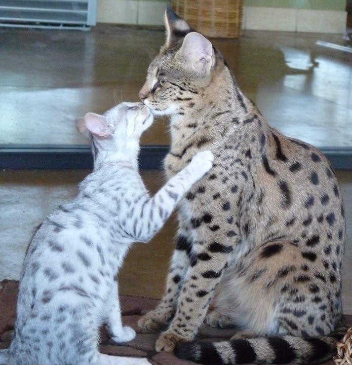 Why the Savannah Cat Is Banned in Some States