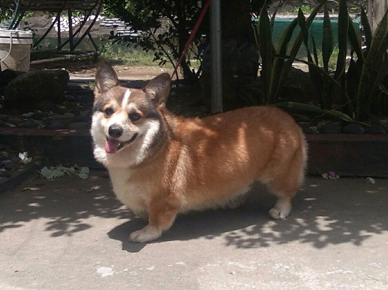 Why Working Corgis Have Surprisingly Short Legs