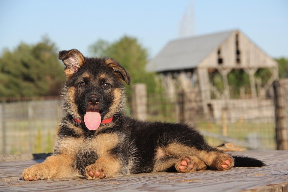 german shepherds for sale near me