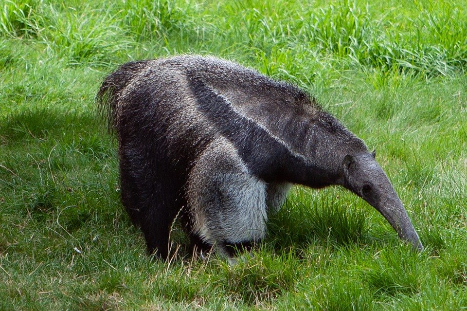 Is tamandua endangered?