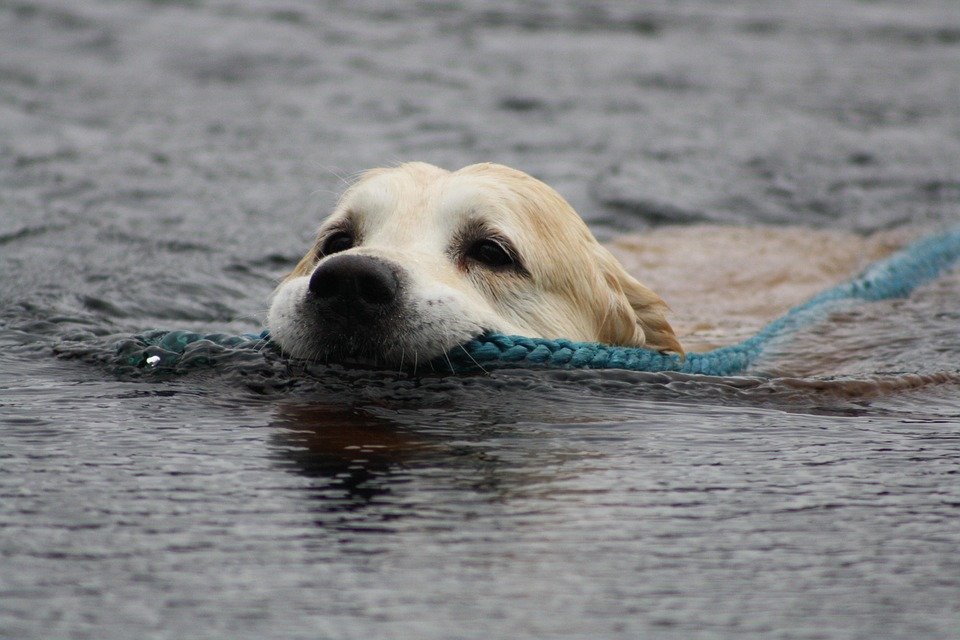 golden retrievers rescue