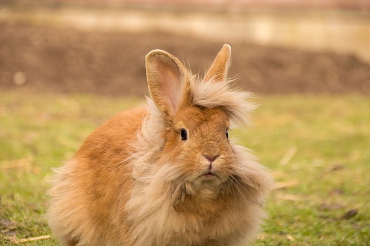 lionhead rabbits price