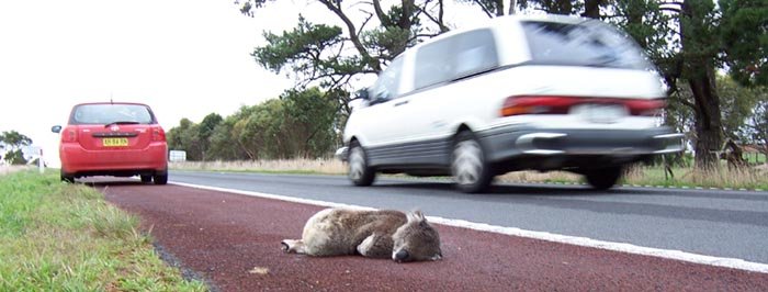 Don't Let Koalas Go Extinct