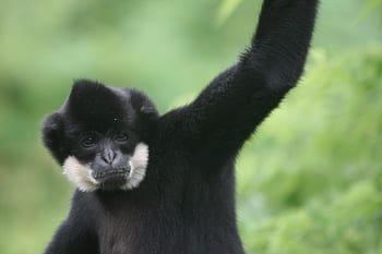 white cheeked gibbon lifespan